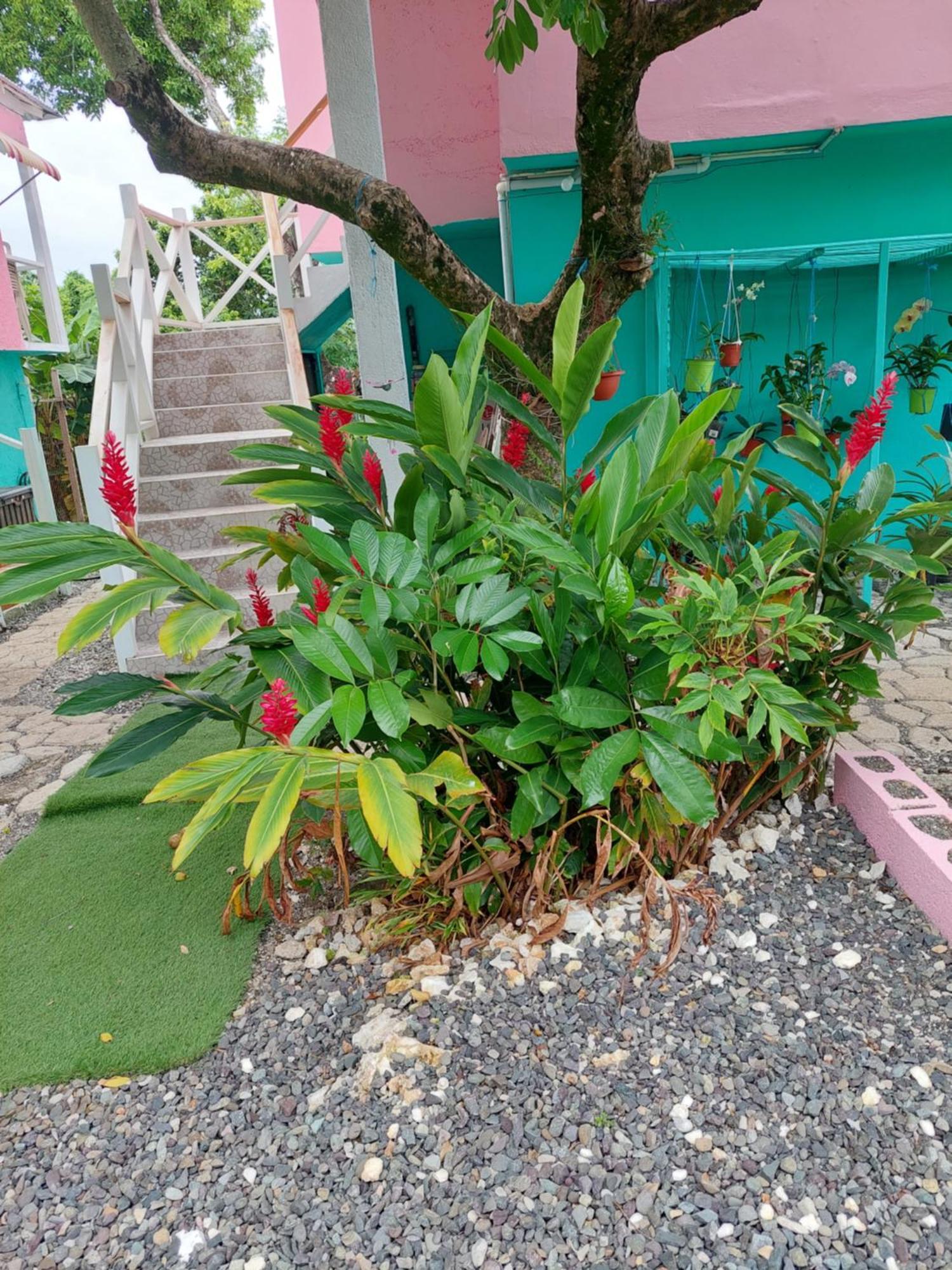 Alex'S Place - Tim Pappies Port Antonio Exterior foto